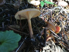 Paralepista gilva