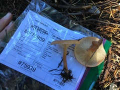 Paralepista gilva