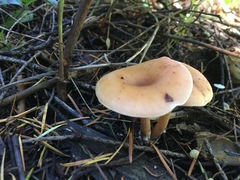 Paralepista gilva