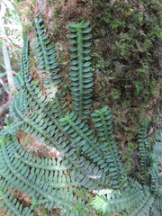 Dichaea neglecta