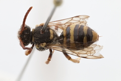 Nomada sphaerogaster
