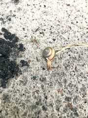 Bradybaena similaris image