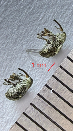 Anthonomus eugenii observed 2025-08-04