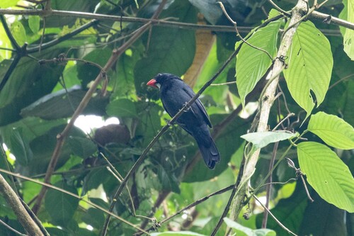 Slate-colored Grosbeak (Saltator grossus), photo 4