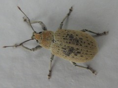 Curculionoidea