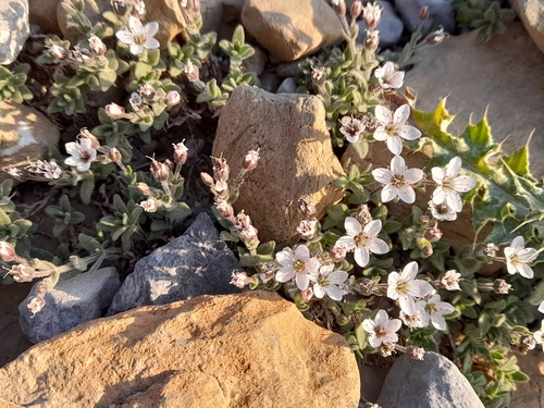facchinia cerastiifolia