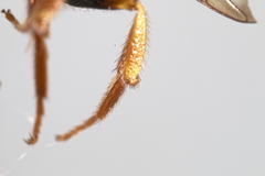 Nomada sphaerogaster