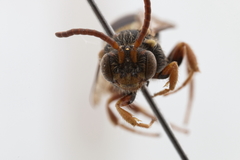 Nomada sphaerogaster