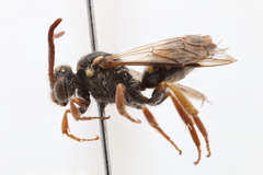 Nomada sphaerogaster