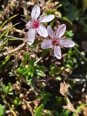Arenaria purpurascens, photograph (c) Flavien Saboureau, some rights reserved (CC BY)