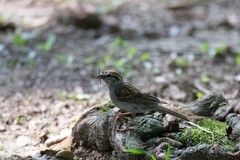 Spizella passerina passerina