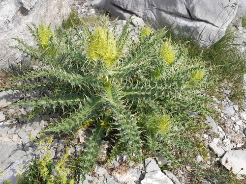 Pale yellow Pyrenean thistle (Cirsium glabrum)