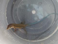 Aspidoscelis lineattissimus