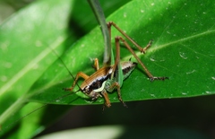 Eupholidoptera chabrieri