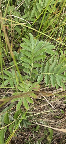 common silverweed