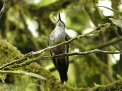 Heliodoxa imperatrix