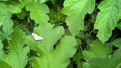 Xanthorhoe montanata