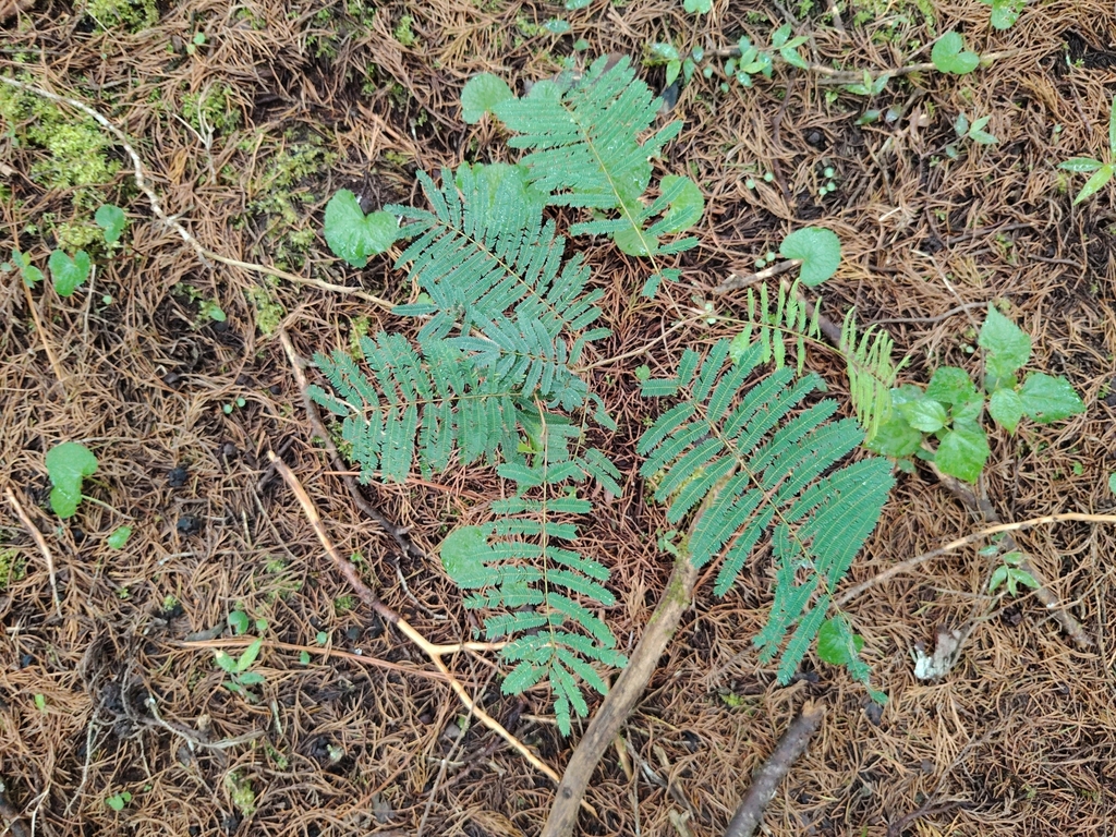 tree calliandra from Salamá, Guatemala on August 5, 2025 at 03:04 PM by ...