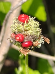 Varronia bullata, photograph author not stated, no rights reserved