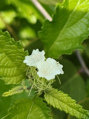 Varronia bullata, photograph author not stated, no rights reserved