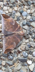 Pindara illibata