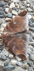 Pindara illibata