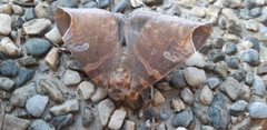 Pindara illibata
