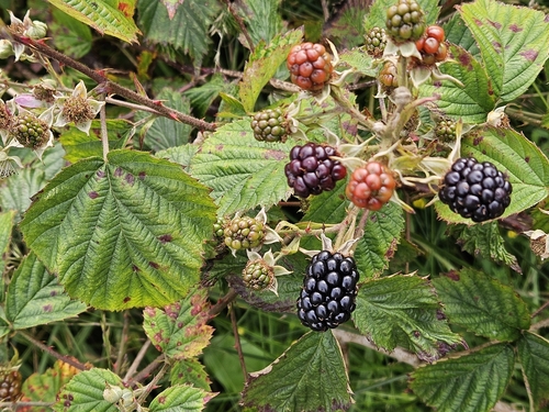 Rubus nemoralis