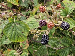 Rubus nemoralis