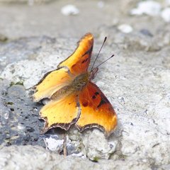 Polygonia haroldii