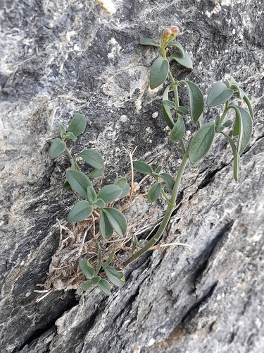 Rock snapdragon (Antirrhinum sempervirens)