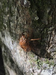 Graptopsaltria nigrofuscata