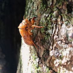 Graptopsaltria nigrofuscata