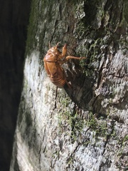 Graptopsaltria nigrofuscata