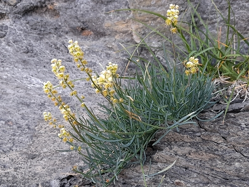 Pyrenean mignonette (Reseda glauca)