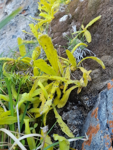 Pinguicula longifolia