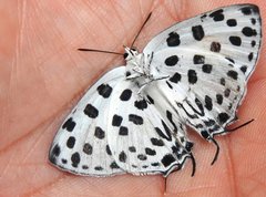 Tajuria maculata