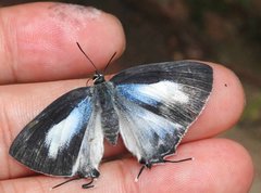 Tajuria maculata
