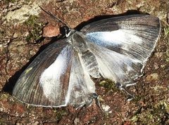 Tajuria maculata