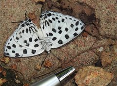 Tajuria maculata