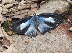 Tajuria maculata
