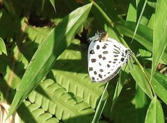 Tajuria maculata