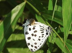 Tajuria maculata