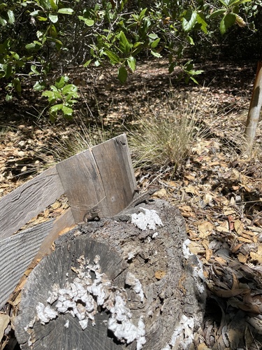 iNaturalist observation photo of Western Fence Lizard