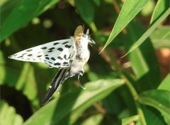 Tajuria maculata