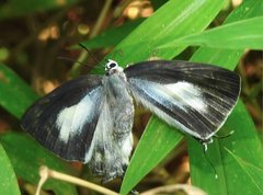 Tajuria maculata