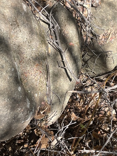 iNaturalist observation photo of Western Fence Lizard