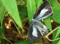 Tajuria maculata