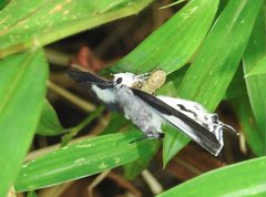 Tajuria maculata