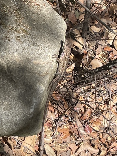 iNaturalist observation photo of Western Fence Lizard